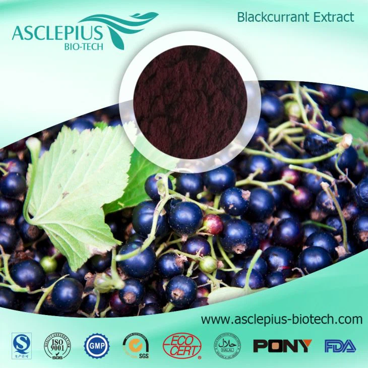TOP Black Currant Fruit Extract Powder/black Currant Fruit Juice Powder Supplier Wholesale